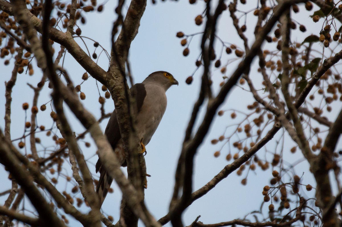 モモアカハイタカ - ML624372391