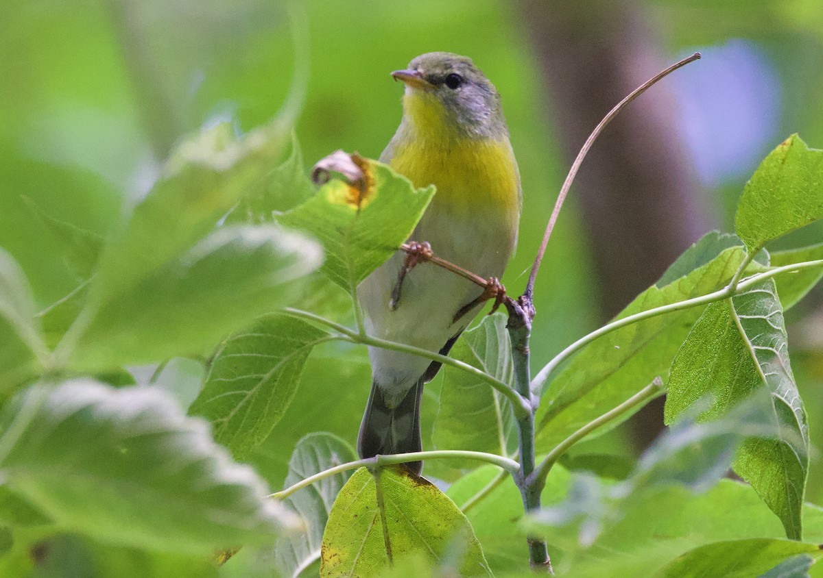 Northern Parula - ML624372409