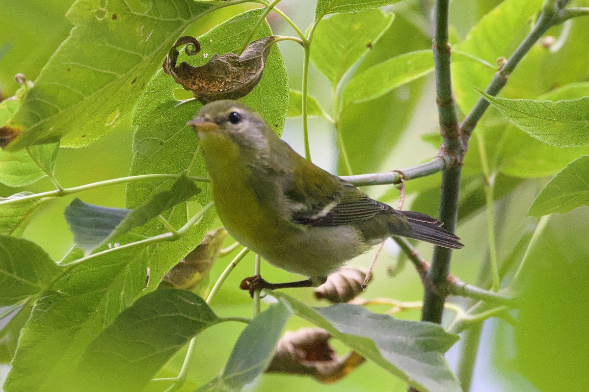 Northern Parula - ML624372422