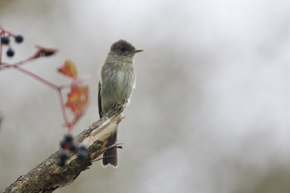 Eastern Wood-Pewee - John Garrett