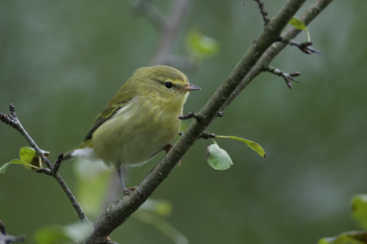 Tennessee Warbler - ML624372480