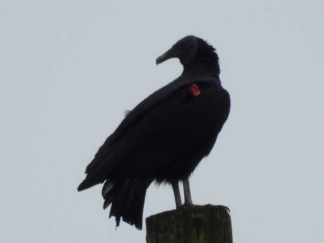 Black Vulture - ML624372511