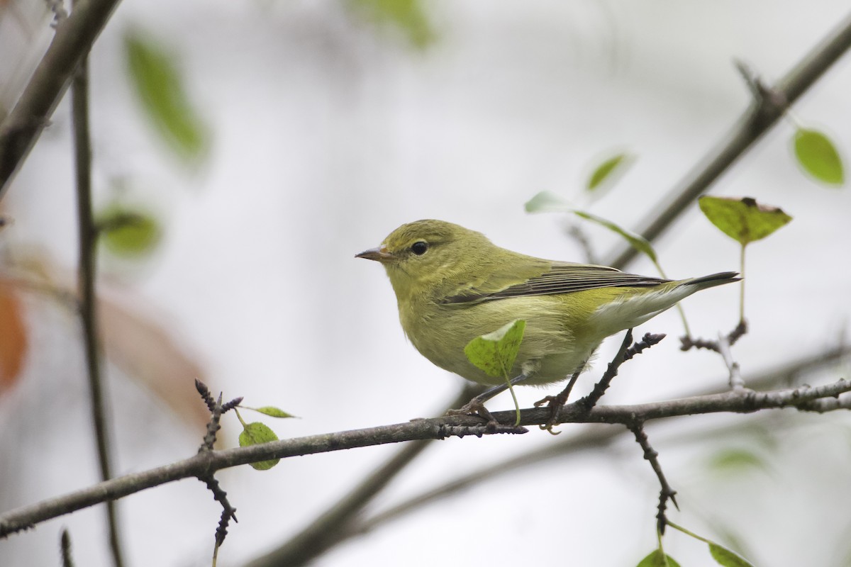 Tennessee Warbler - ML624372543