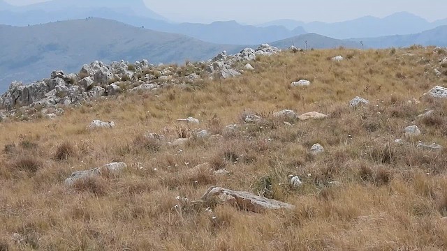 Hellmayr's Pipit - ML624372551