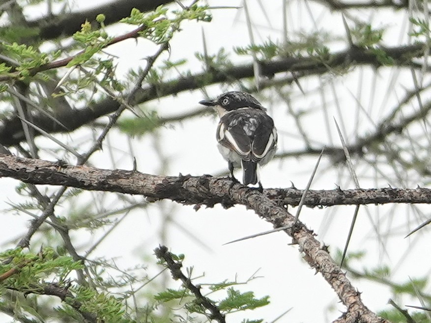 Pygmy Batis - ML624372570