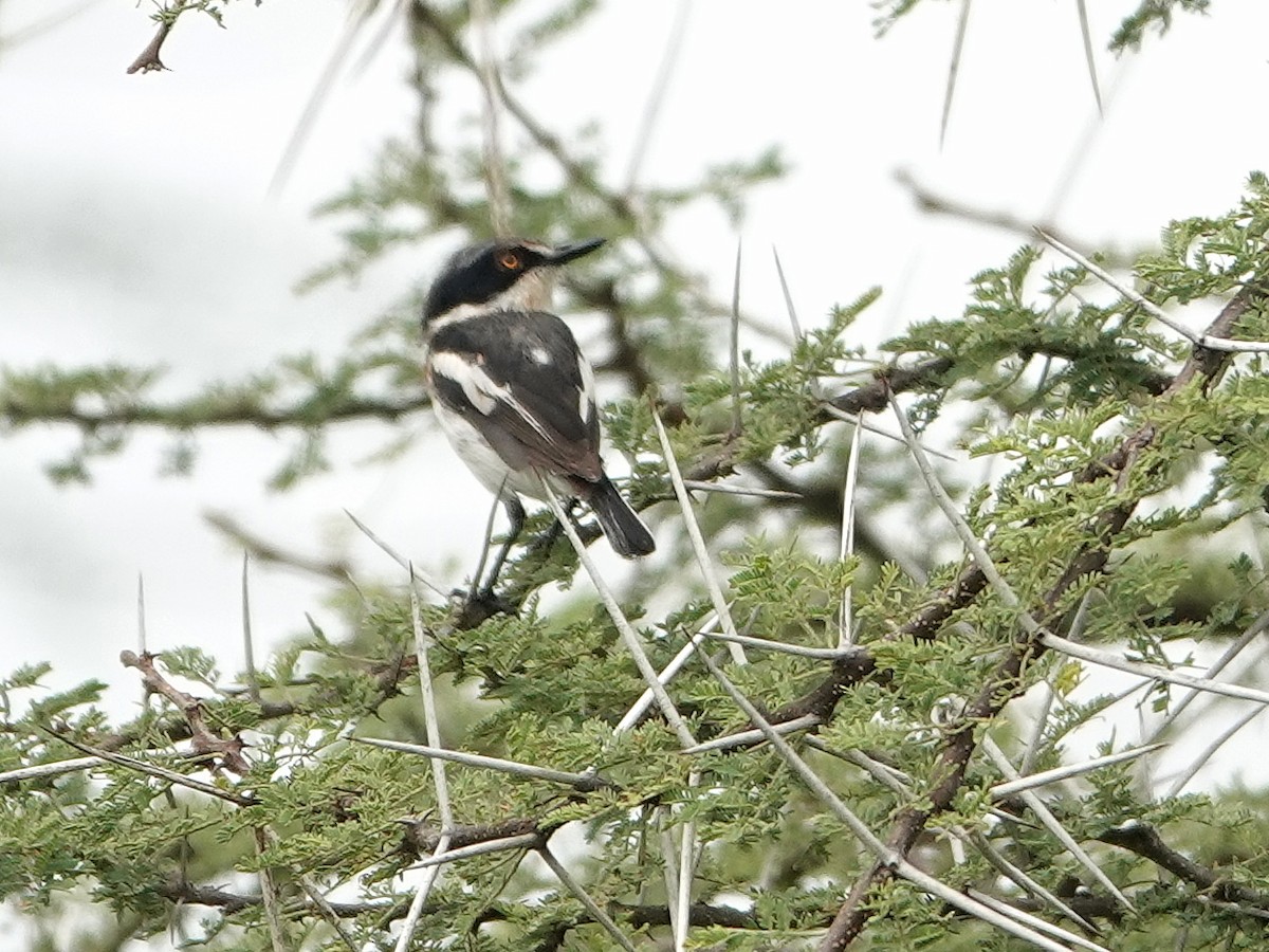 Pygmy Batis - ML624372571