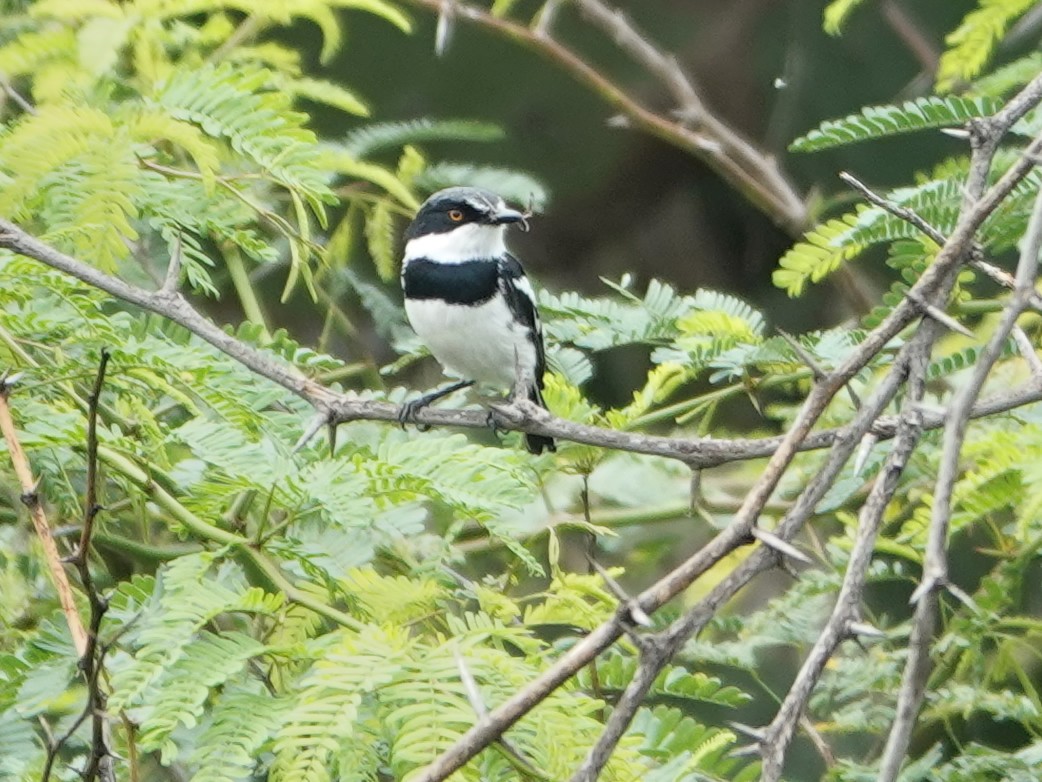 Pygmy Batis - ML624372572