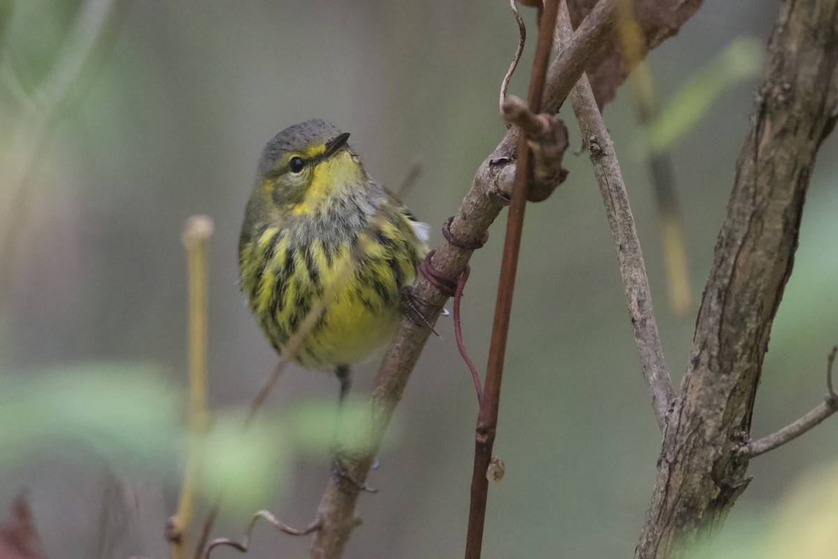 Cape May Warbler - ML624372573