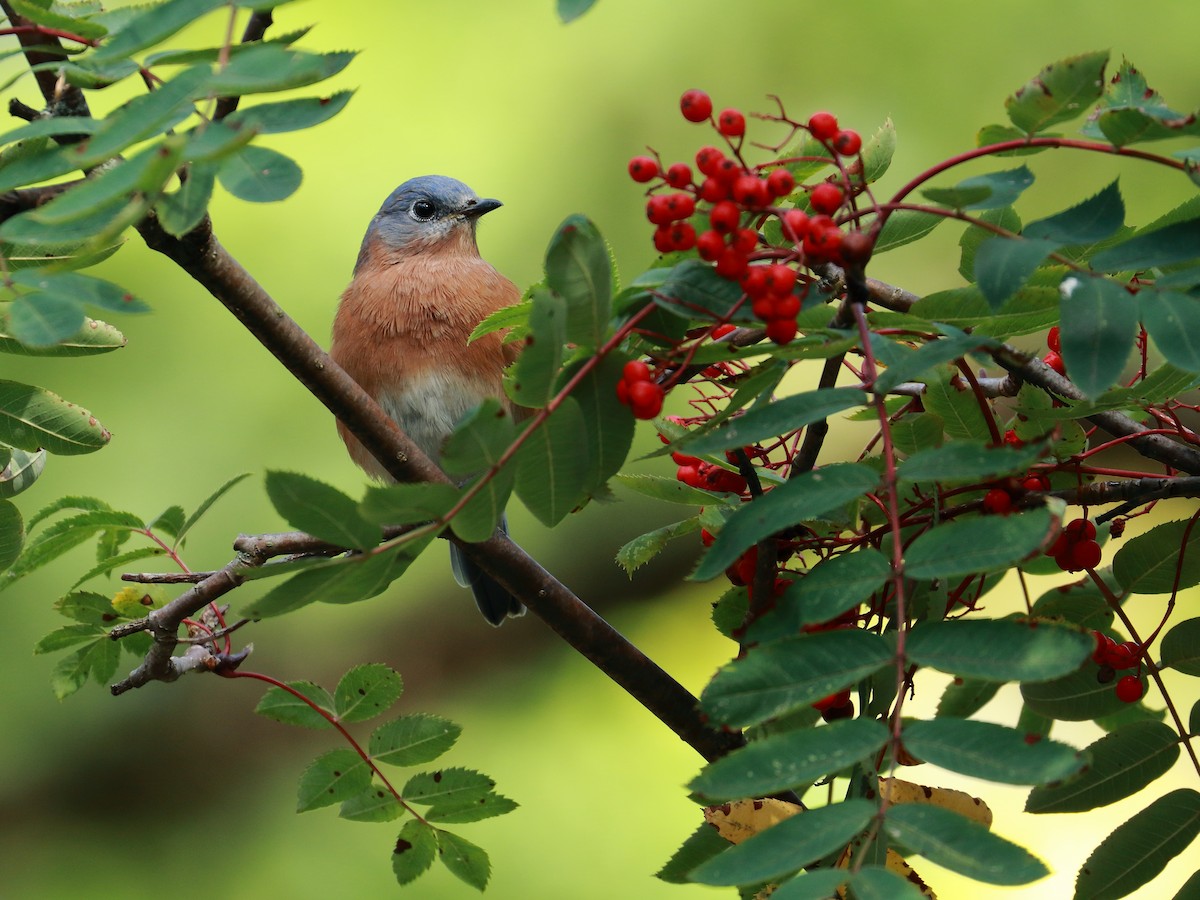 Eastern Bluebird - ML624372590