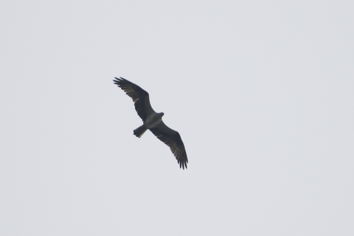 Osprey (carolinensis) - ML624372615