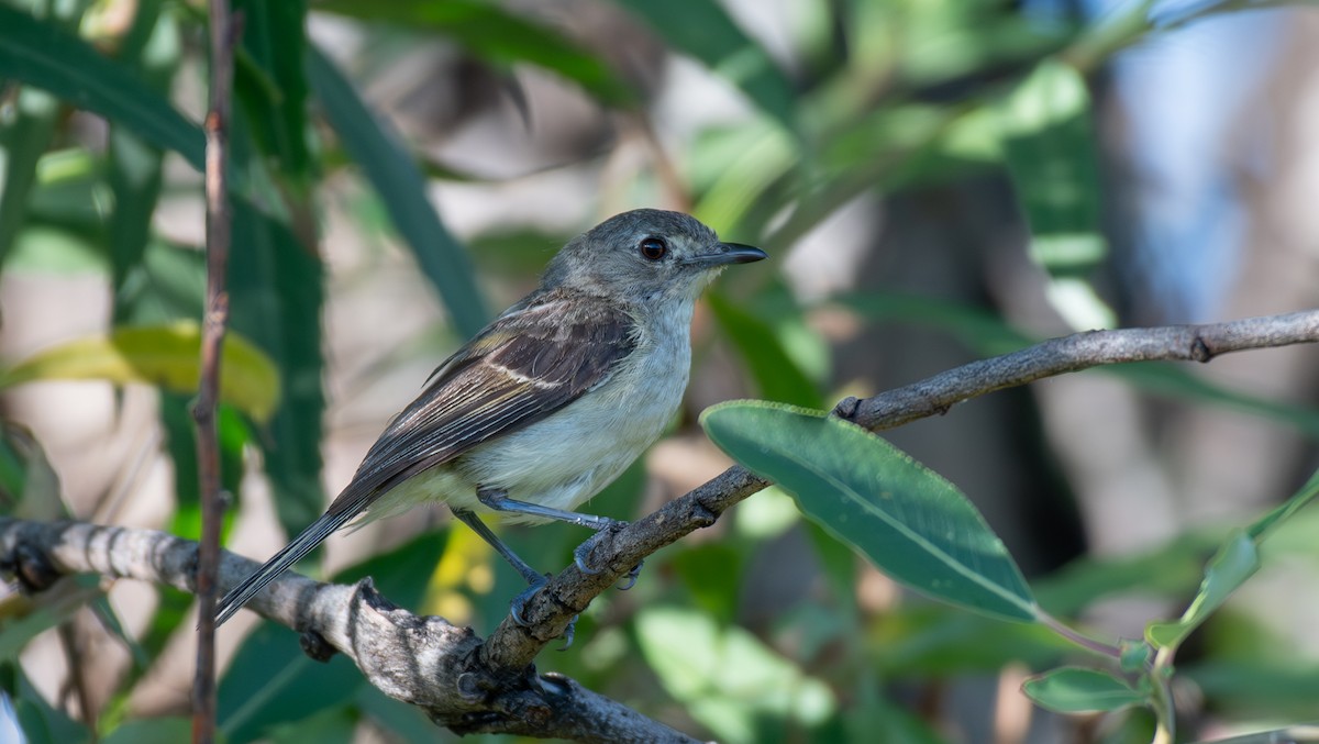 Dwarf Vireo - ML624372653