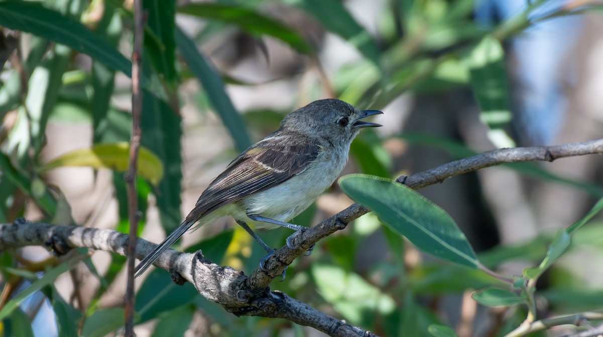 Dwarf Vireo - ML624372654