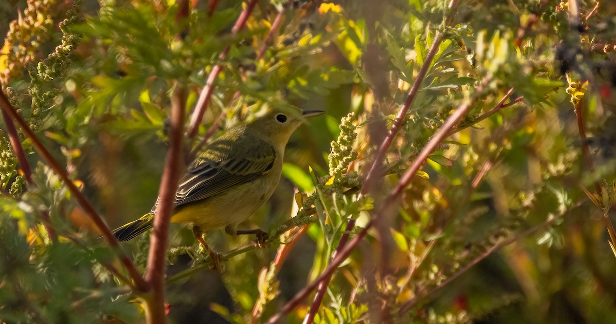 Yellow Warbler (Northern) - ML624372694