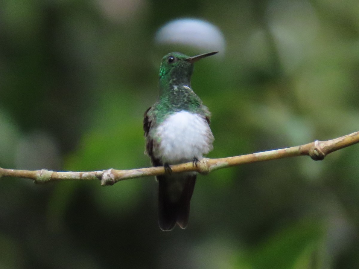 Snowy-bellied Hummingbird - ML624372728