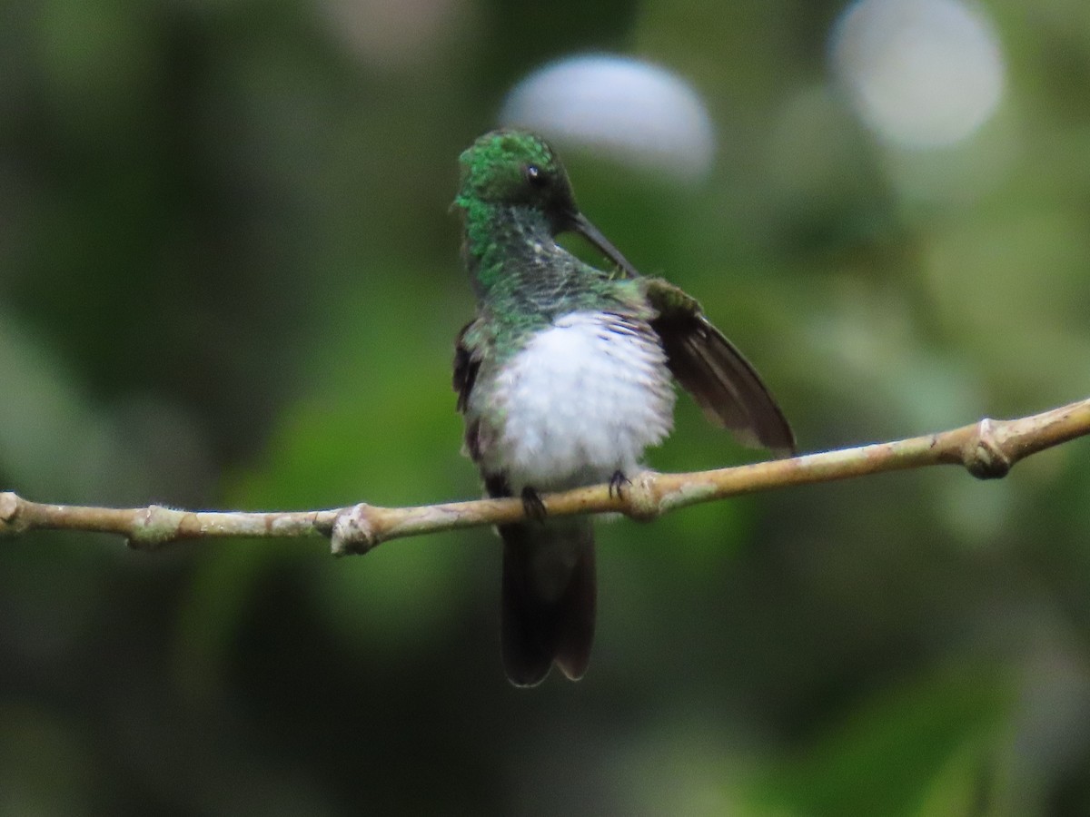 Snowy-bellied Hummingbird - ML624372729