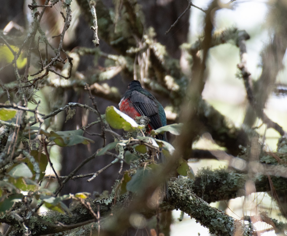 trogon mexický - ML624372755