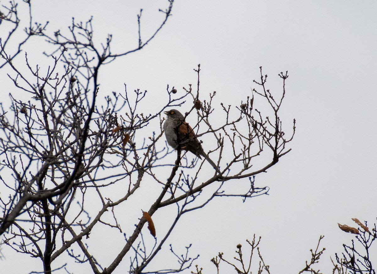 Yellow-eyed Junco - ML624372756