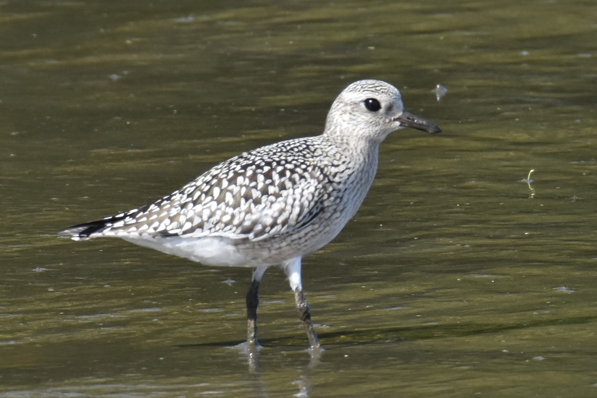 Black-bellied Plover - tim culp