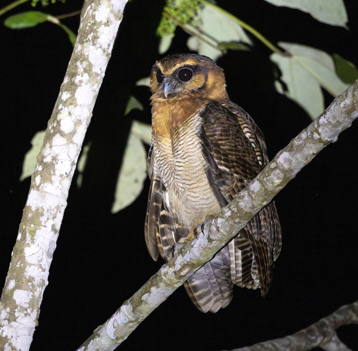 Brown Wood-Owl (Bornean) - ML624372887