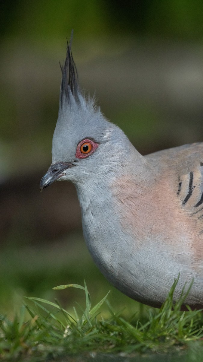 holub chocholatý - ML624373155