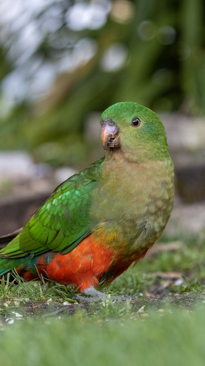 papouškovec královský - ML624373188