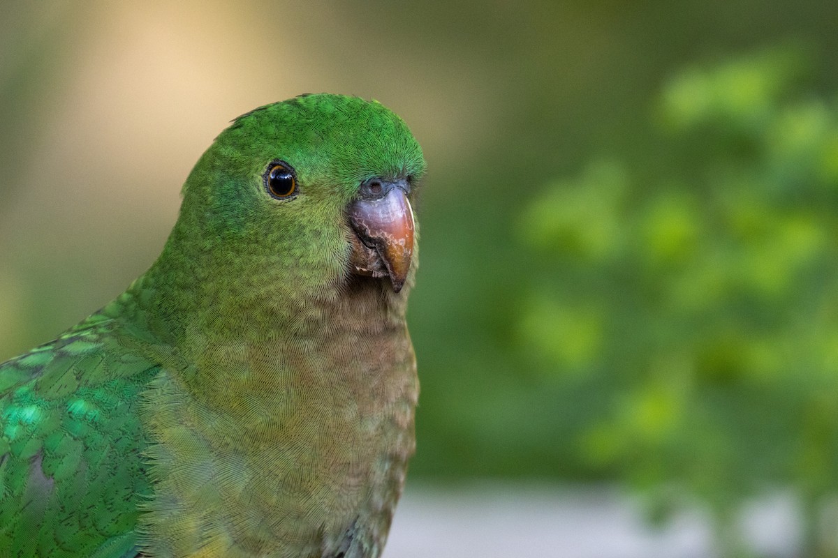 papouškovec královský - ML624373226