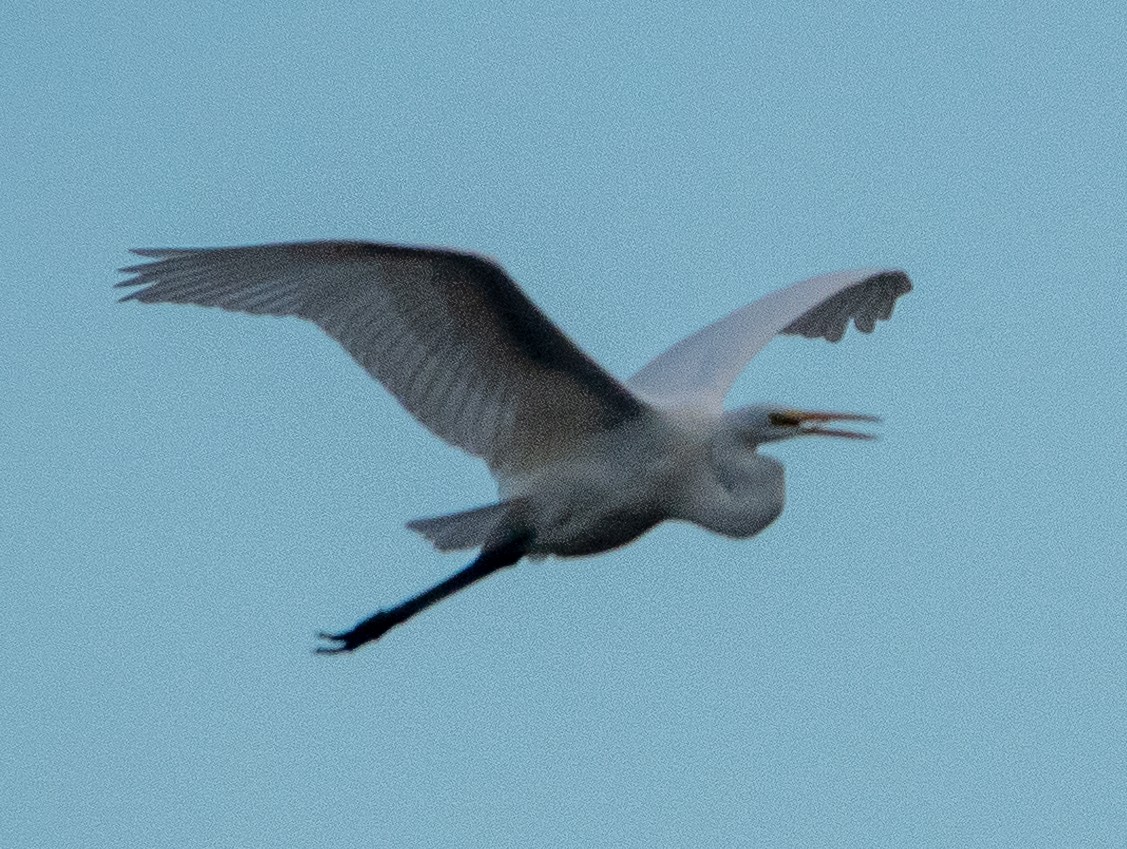 Great Egret - ML624373393