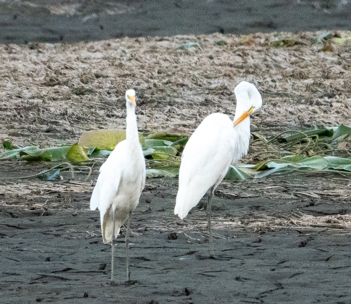 Great Egret - Paul  McPartland