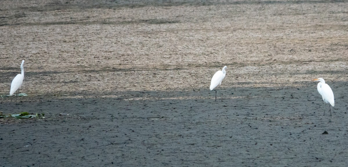 Great Egret - ML624373395