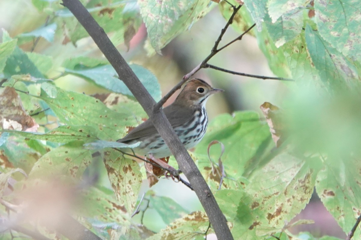 Ovenbird - ML624373489