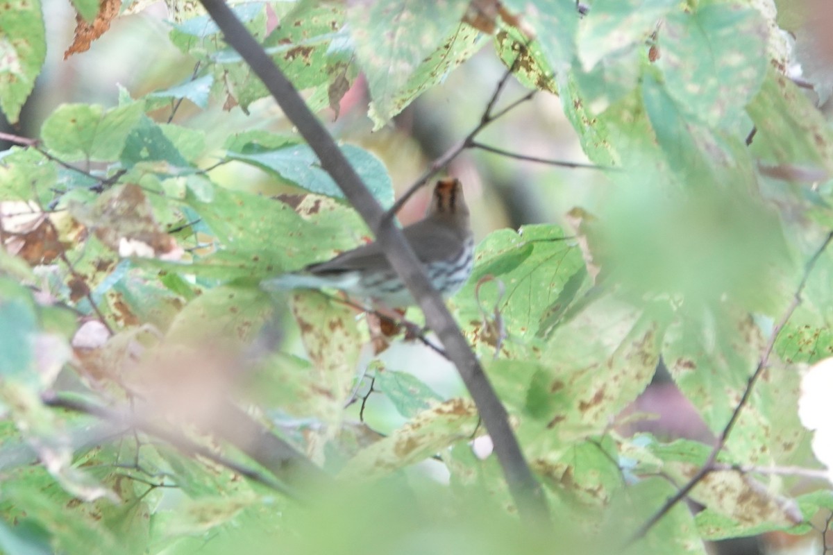 Ovenbird - ML624373490