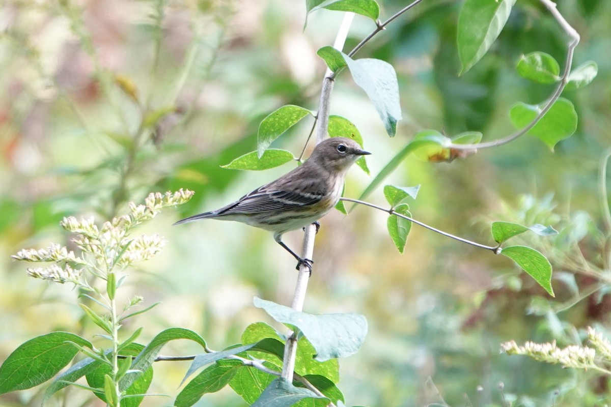 Yellow-rumped Warbler - ML624373503