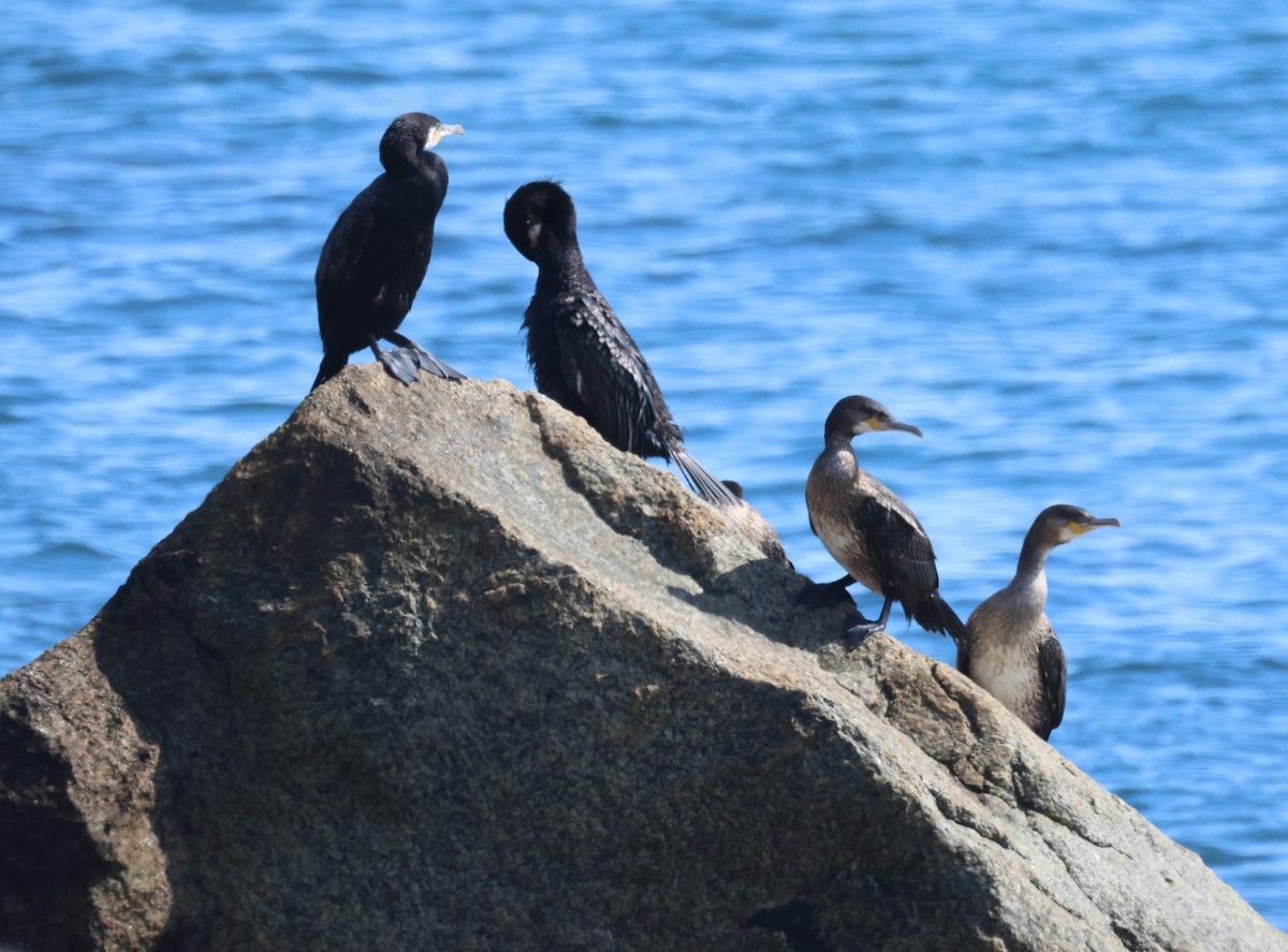 Тураг гогой - ML624373551