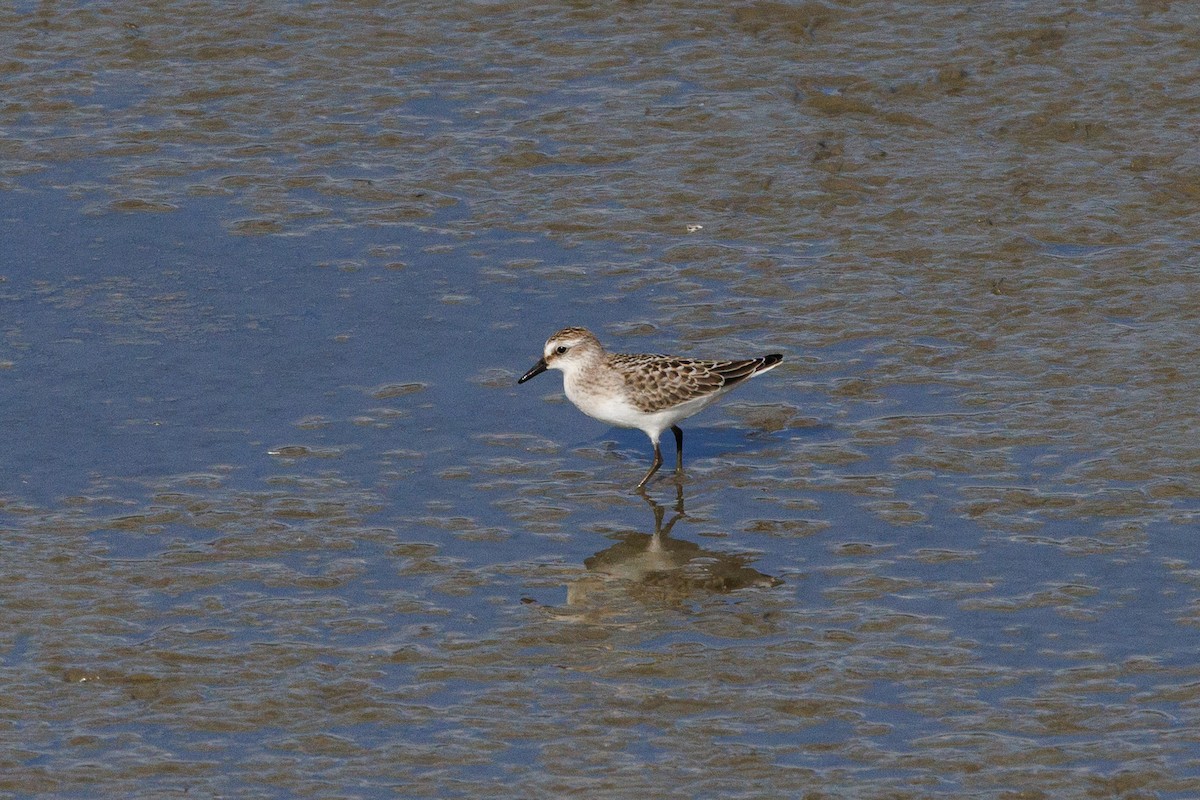 sandsnipe - ML624373746