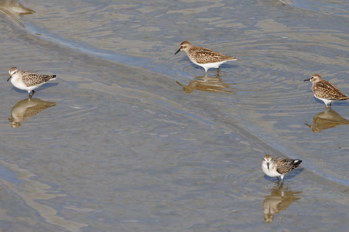 sandsnipe - ML624373747