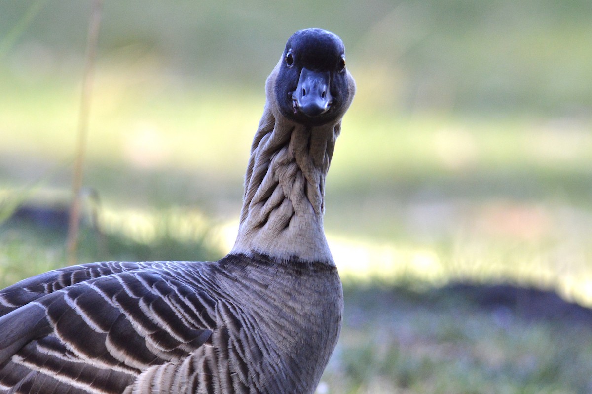 Hawaiian Goose - ML624374024