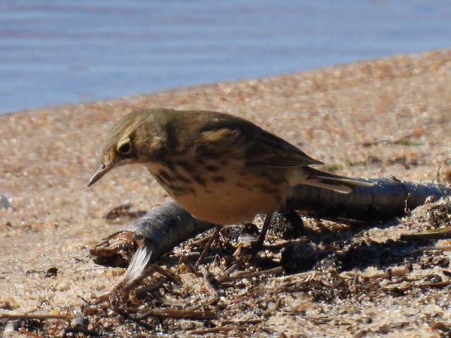 American Pipit - Joseph McGill