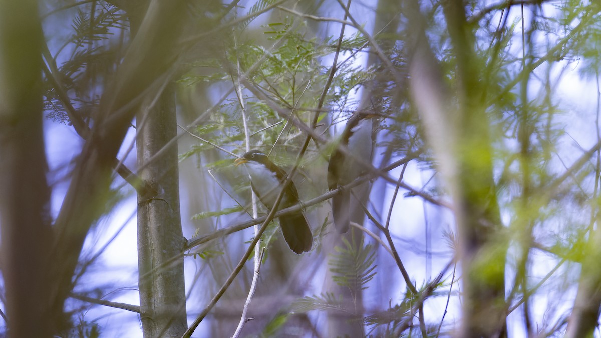 Javan Scimitar-Babbler - ML624374138