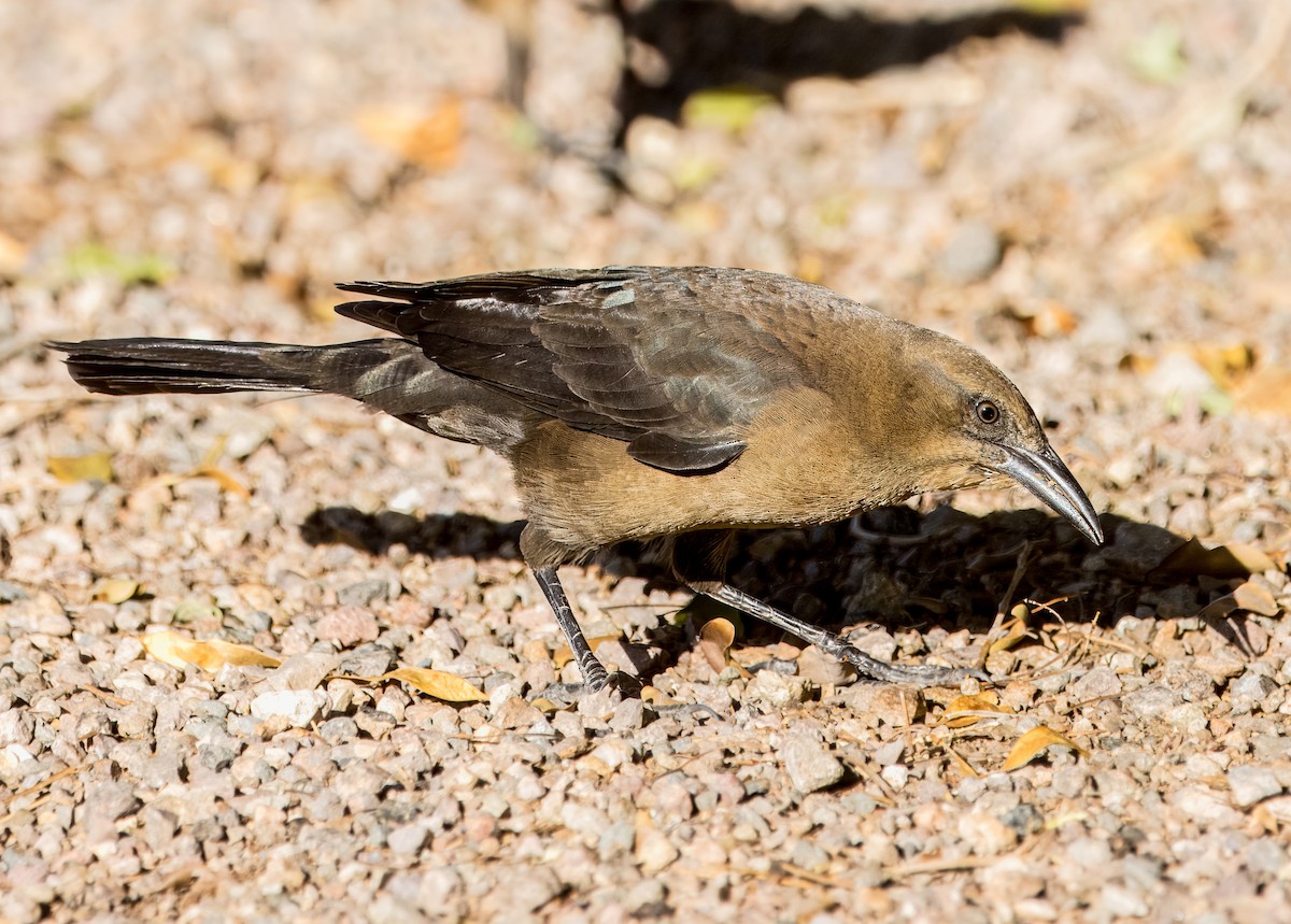 storhaletrupial - ML624374156