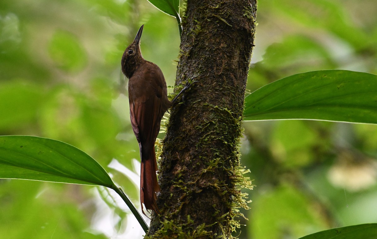 Piping Woodcreeper - ML624374197