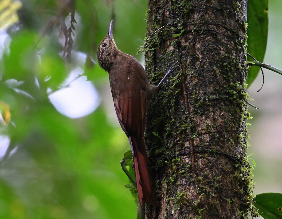 Piping Woodcreeper - ML624374198