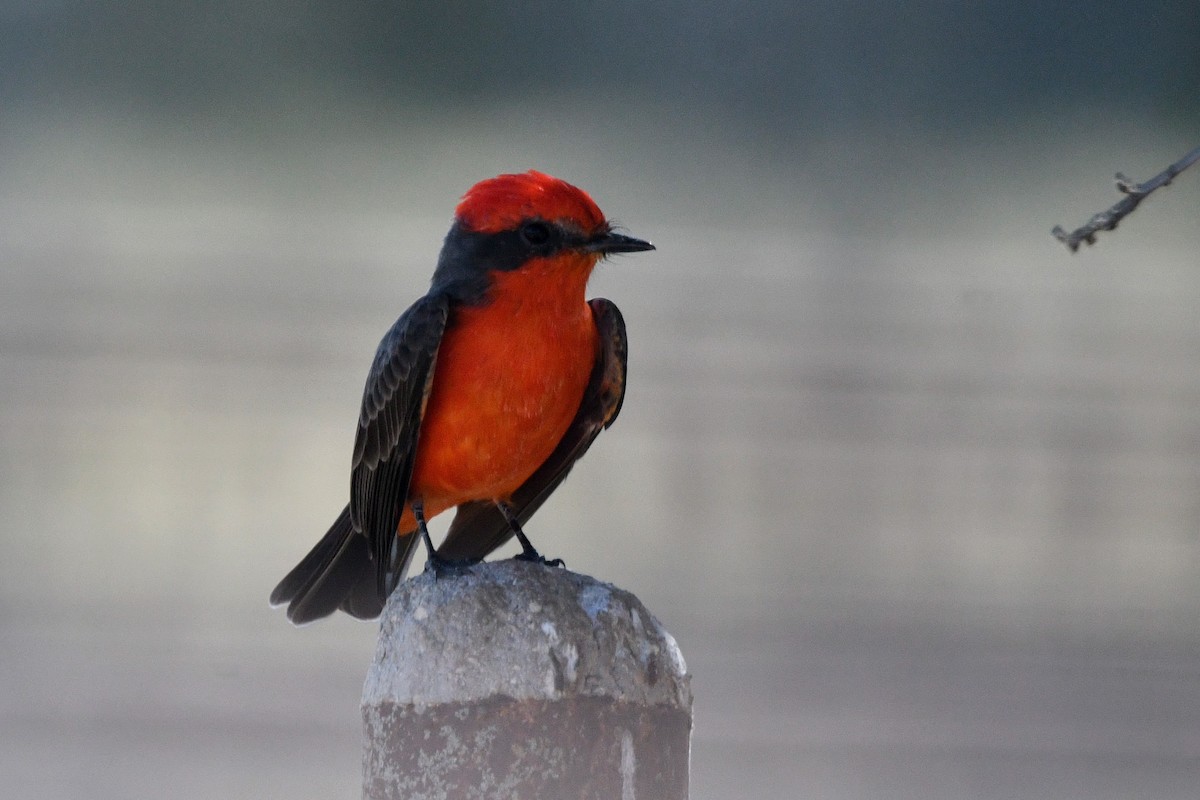 Vermilion Flycatcher - ML624374303