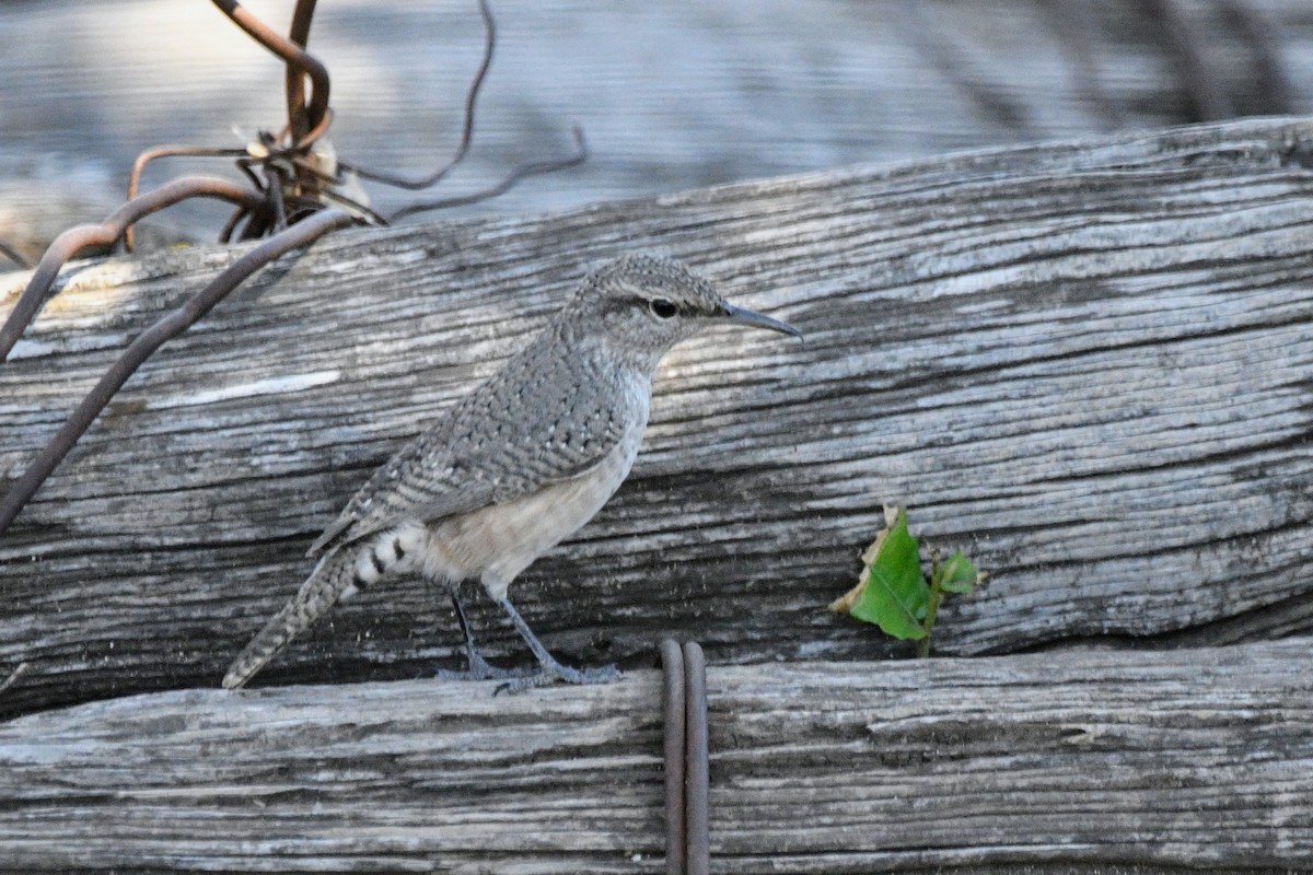 Rock Wren - ML624374317