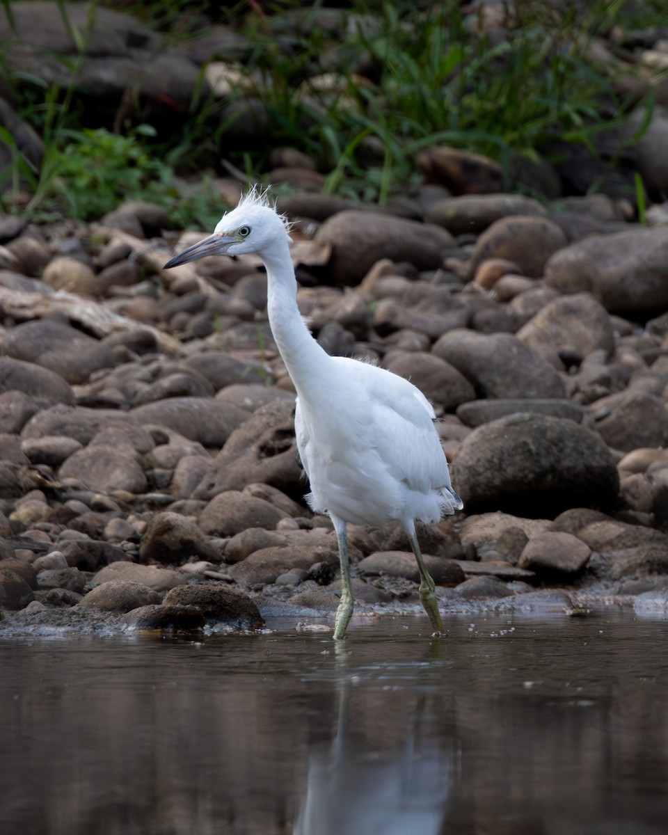 Little Blue Heron - ML624374328