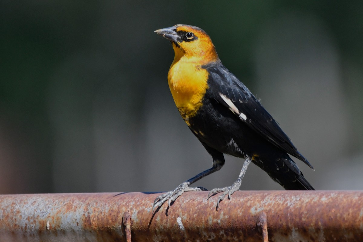 Yellow-headed Blackbird - ML624374340