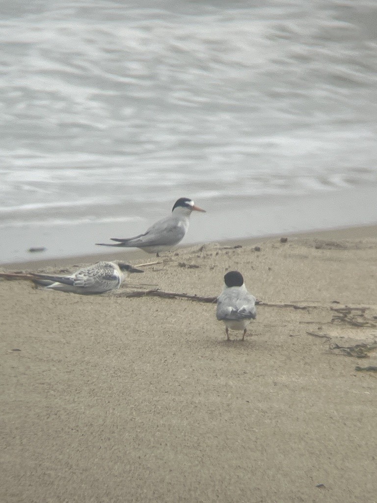 Least Tern - ML624374382