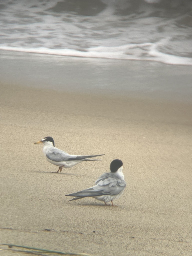 Least Tern - ML624374388