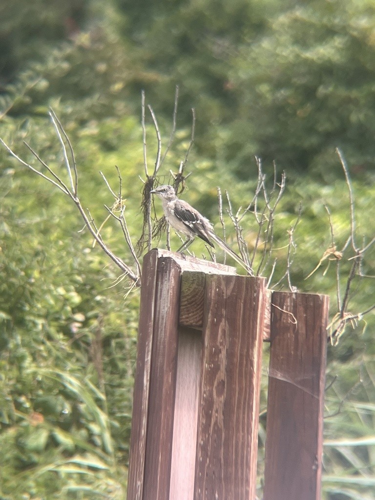 Northern Mockingbird - Chris Lloyd