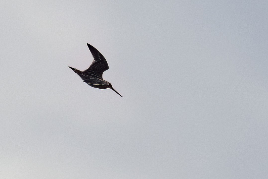 Wilson's Snipe - ML624374465