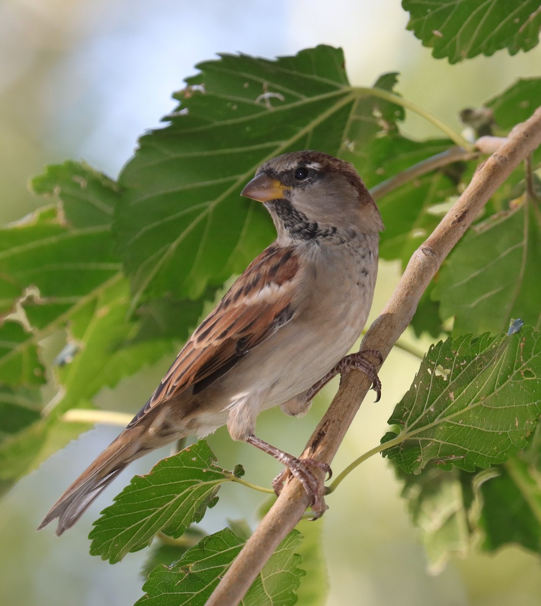 House Sparrow - ML624374470